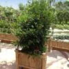 Miracle Berry Plant 8 Miracle Berry Plant -Fast Growing Trees Shop mIRACLE bERRY FGT