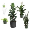 New Apartment House Plant Kit -Fast Growing Trees Shop new apartment 600x600 69fe138b a539 4040 9046 311493f7657f