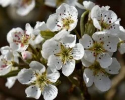 Olympic Giant Asian Pear Tree -Fast Growing Trees Shop olympic pear 450 1