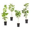 Citrus Tree Variety Kit 8 Citrus Tree Variety Kit -Fast Growing Trees Shop pkg 1 Mey Persian Lime Calomon Navel 1 2 1QT 600x600 508a9d8f 9614 4768 bd25 466123650312