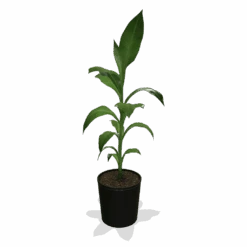 Cold Hardy Banana Tree -Fast Growing Trees Shop products 0759c65d 800b 498b b0a2 d9fb8d8c790e