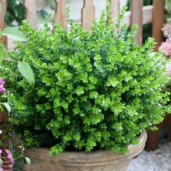 Sprinter® Boxwood Shrub -Fast Growing Trees Shop sprinter boxwood 3