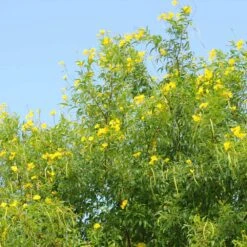 Sundance Tecoma -Fast Growing Trees Shop tECOMA sTANS sUNDANCE 1
