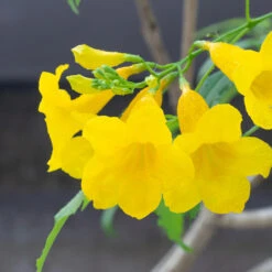 Sundance Tecoma -Fast Growing Trees Shop tECOMA sTANS sUNDANCE 3