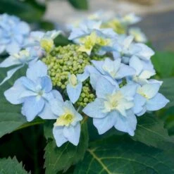 Tuff Stuff Ah-Ha® Hydrangea Shrub -Fast Growing Trees Shop tuff stuff ah ha hydrangea 3