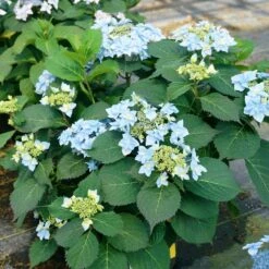 Tuff Stuff Ah-Ha® Hydrangea Shrub -Fast Growing Trees Shop tuff stuff ah ha hydrangea 4