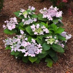 Tuff Stuff Ah-Ha® Hydrangea Shrub -Fast Growing Trees Shop tuff stuff ah ha hydrangea 7 FGT