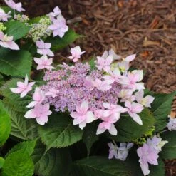 Tuff Stuff Ah-Ha® Hydrangea Shrub -Fast Growing Trees Shop tuff stuff ah ha hydrangea 8