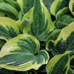 Wide Brim Hosta -Fast Growing Trees Shop wide brim hosta 1