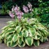 Wide Brim Hosta -Fast Growing Trees Shop wide brim hosta 600x600 82c20dde 9a78 443b 8c87 1eab0aa78f7c