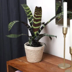 Zebra Plant In Decorative Pot -Fast Growing Trees Shop zebra jute 4